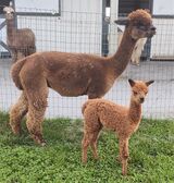 alpaca for sale