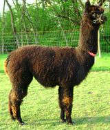 alpaca for sale