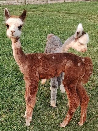 alpaca for sale