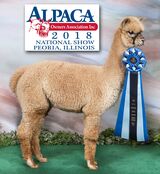 alpaca for sale