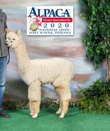 alpaca for sale