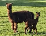 alpaca for sale