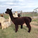 alpaca for sale