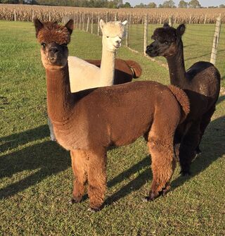 alpaca for sale