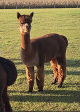 alpaca for sale