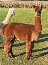 alpaca for sale