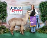 alpaca for sale