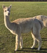 alpaca for sale