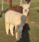 alpaca for sale