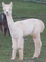 alpaca for sale