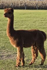 alpaca for sale