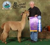 alpaca for sale