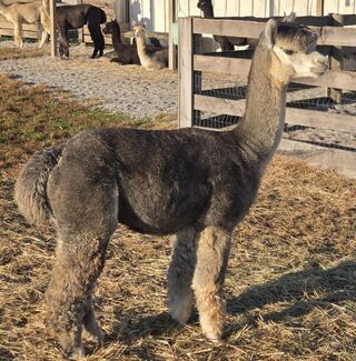 alpaca for sale