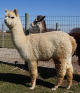 alpaca for sale