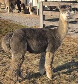 alpaca for sale