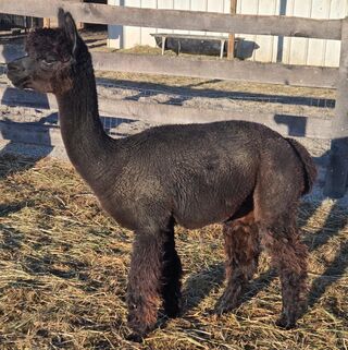 alpaca for sale