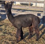 alpaca for sale