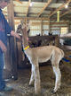 2020 Female cria