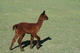 First Cria