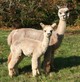 Rosie and Cria