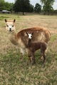 WTR Rina and 2019 female cria