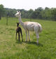 2010 cria 4 hours old girl