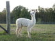 2011 male cria Sired by Sonic