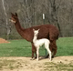 2016 female cria 