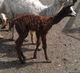 First cria!