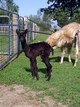 Female Cria..Wow!