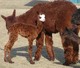 2010 Female Cria