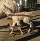 First Gorgeous Female Cria