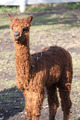 2011 cria, Chelsea Daggar