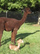 With Cria - just hours old