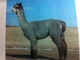 Champion Cria - Silver Diamond