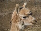 alpaca for sale