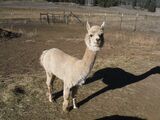 alpaca for sale