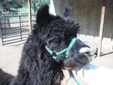 alpaca for sale