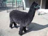 alpaca for sale