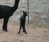 alpaca for sale