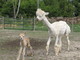 2011 female cria