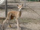 2011 female cria