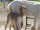 2011 Female cria at side