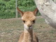 2011 cria