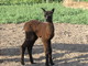 2011 Female Cria