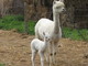 With 2009 cria