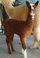 '09 Cria Coraline