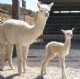 Miski & '05 Cria