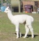 '07 Cria Dasie Mae