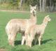 Kore and Cria